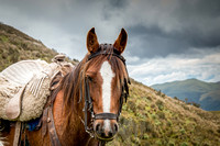 Horseback riding in the Ecuadorian Andes