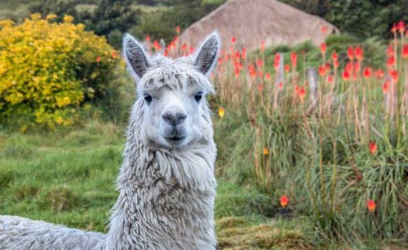 Alpaca standing in field with flowers in Ecuador